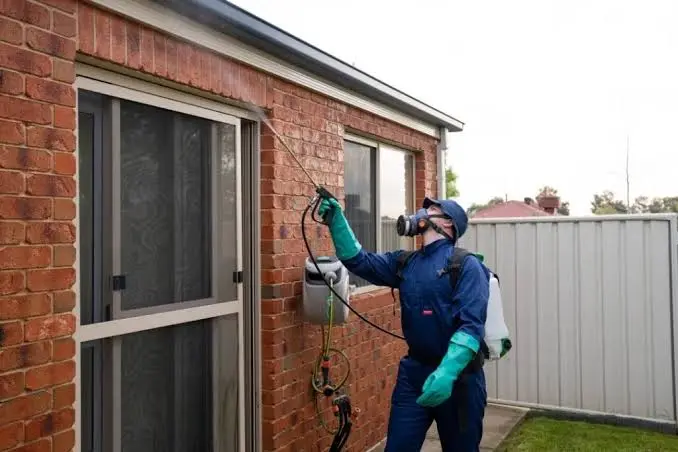 Professional rodent control and baiting station setup by a licensed technician to eliminate rats and mice in Minto.